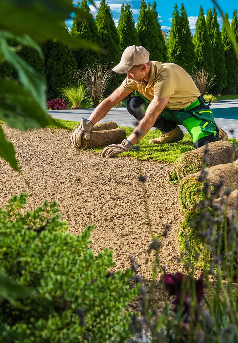 Gardener wearing gloves and a cap laying rolls of sod on prepared soil in a landscaped backyard.