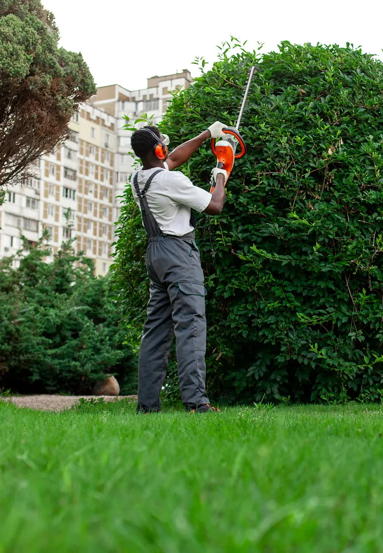 Person wearing ear protection and gloves trimming a large bush with a hedge trimmer in a grassy urban park.