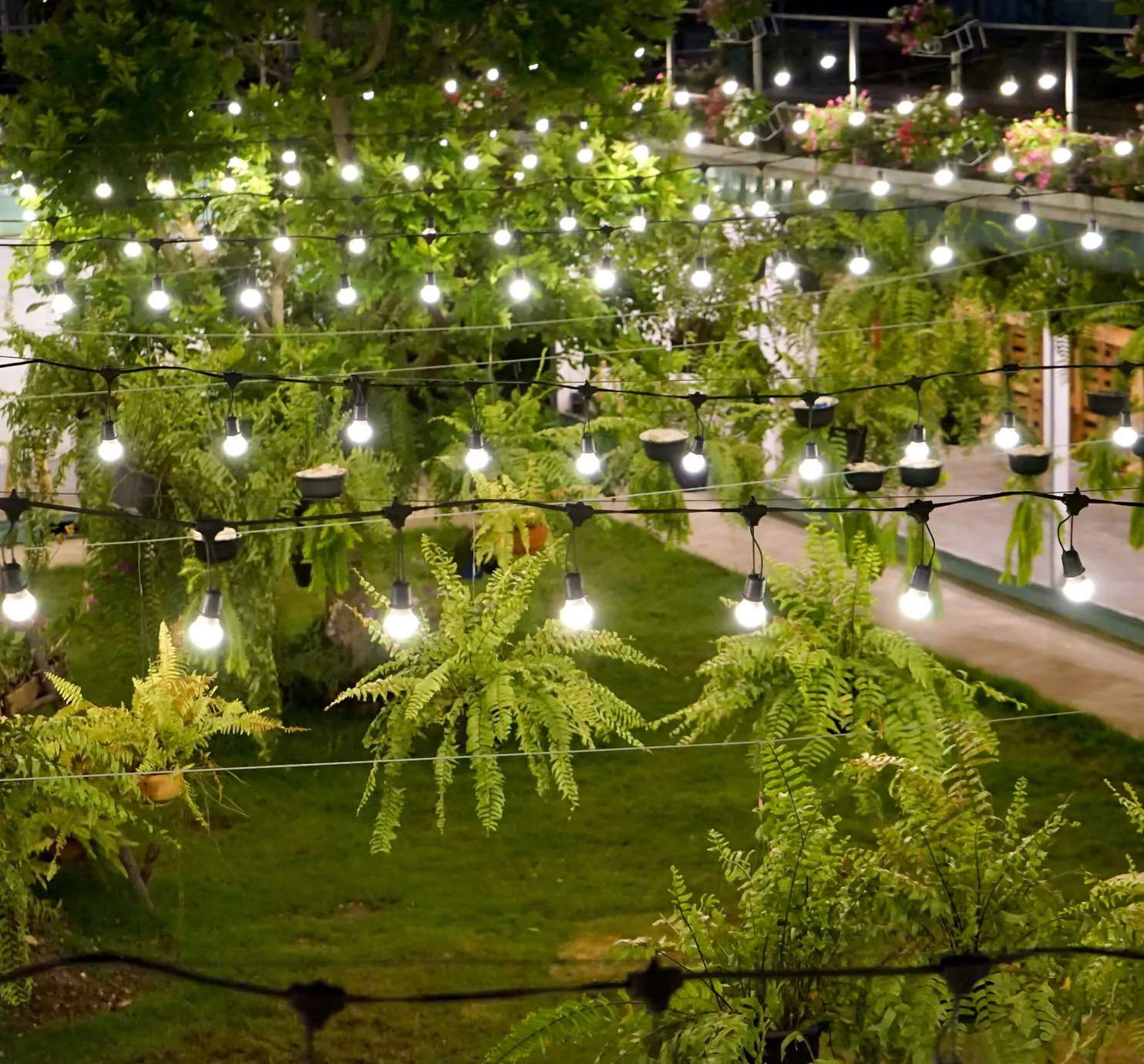 Outdoor garden area lit with multiple hanging string lights among green ferns and plants at night.