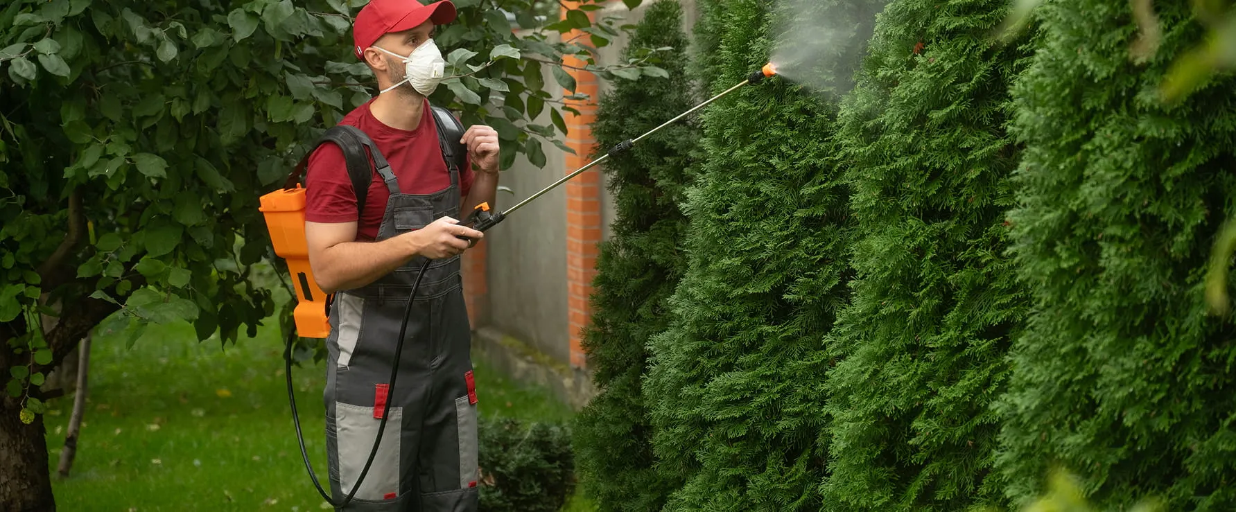 Gardener wearing protective mask spraying pesticide on green shrubs outdoors.