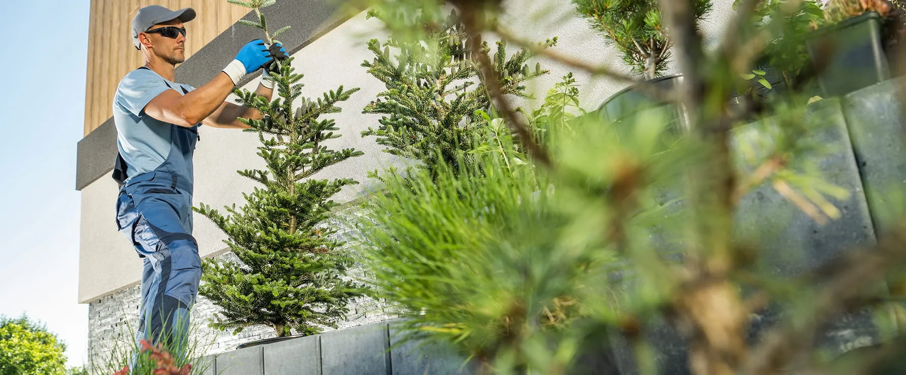 Gardener wearing sunglasses and gloves tending to small pine trees in an outdoor garden bed.