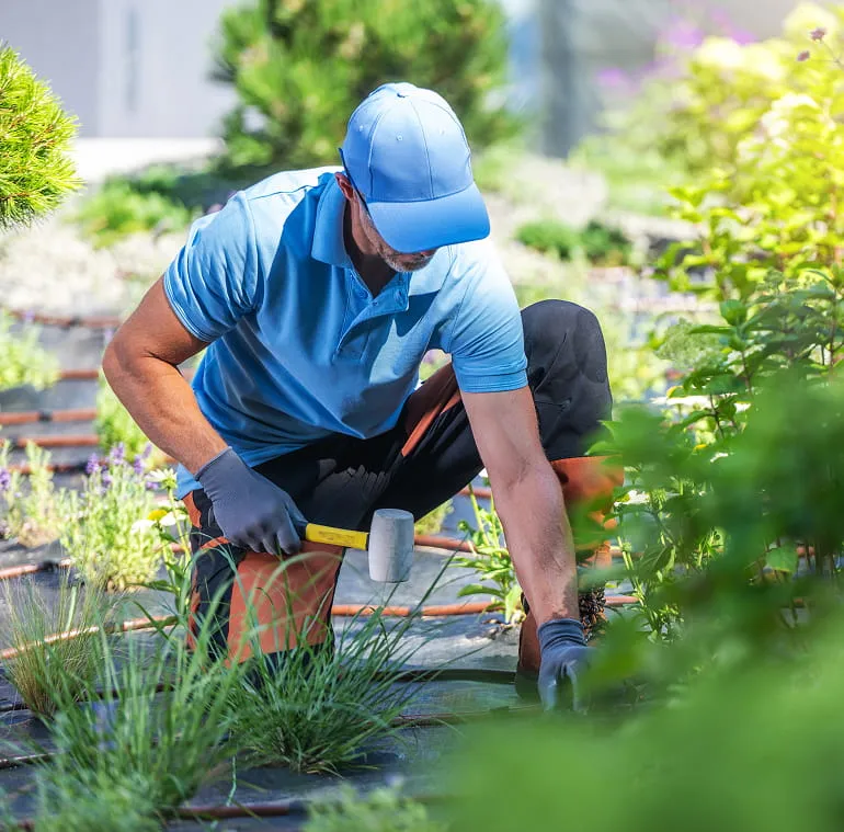 Gardener in a blue shirt and cap kneeling and using a rubber mallet in a garden bed with plants.