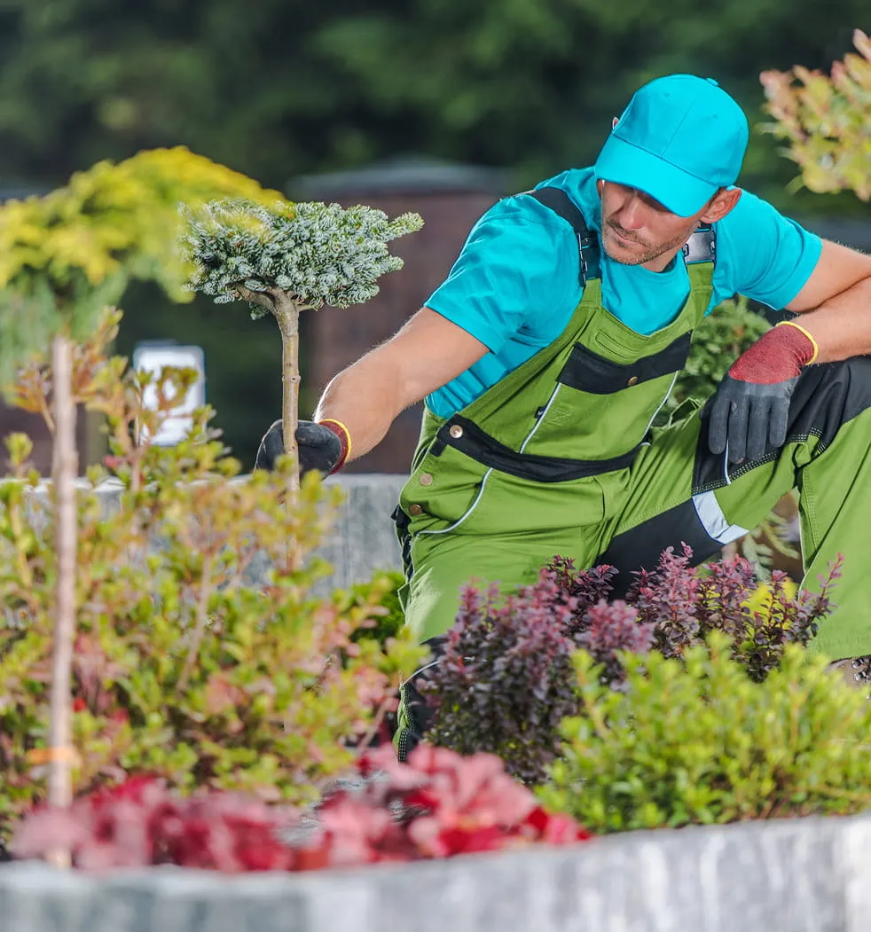 Male gardener wearing turquoise cap and green overalls inspecting a small tree in a garden bed.