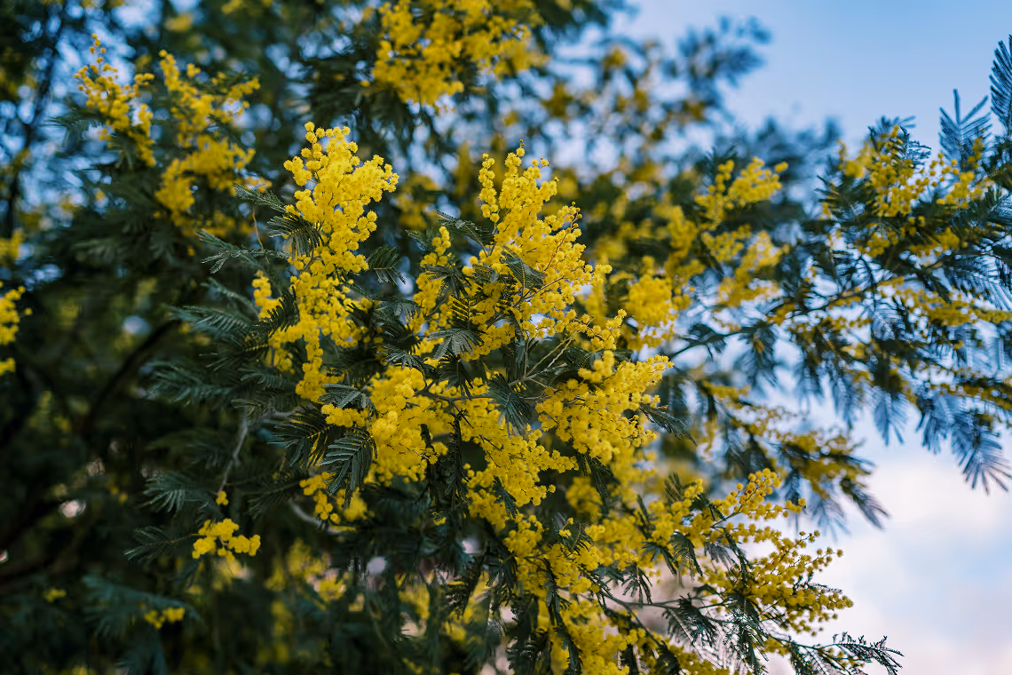 Branches of a mimosa tree with bright yellow fluffy flowers against a blue sky.