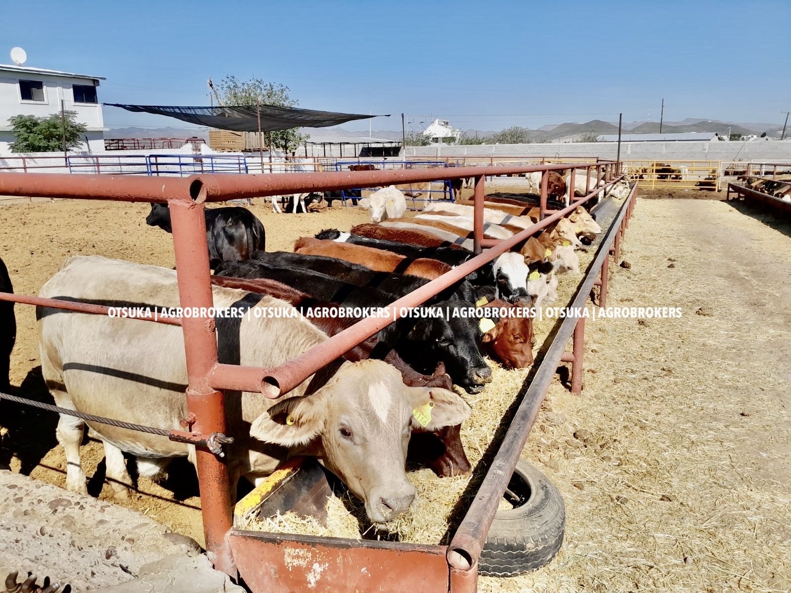 EL MERCADO DE LA TIERRA QUE PRODUCE