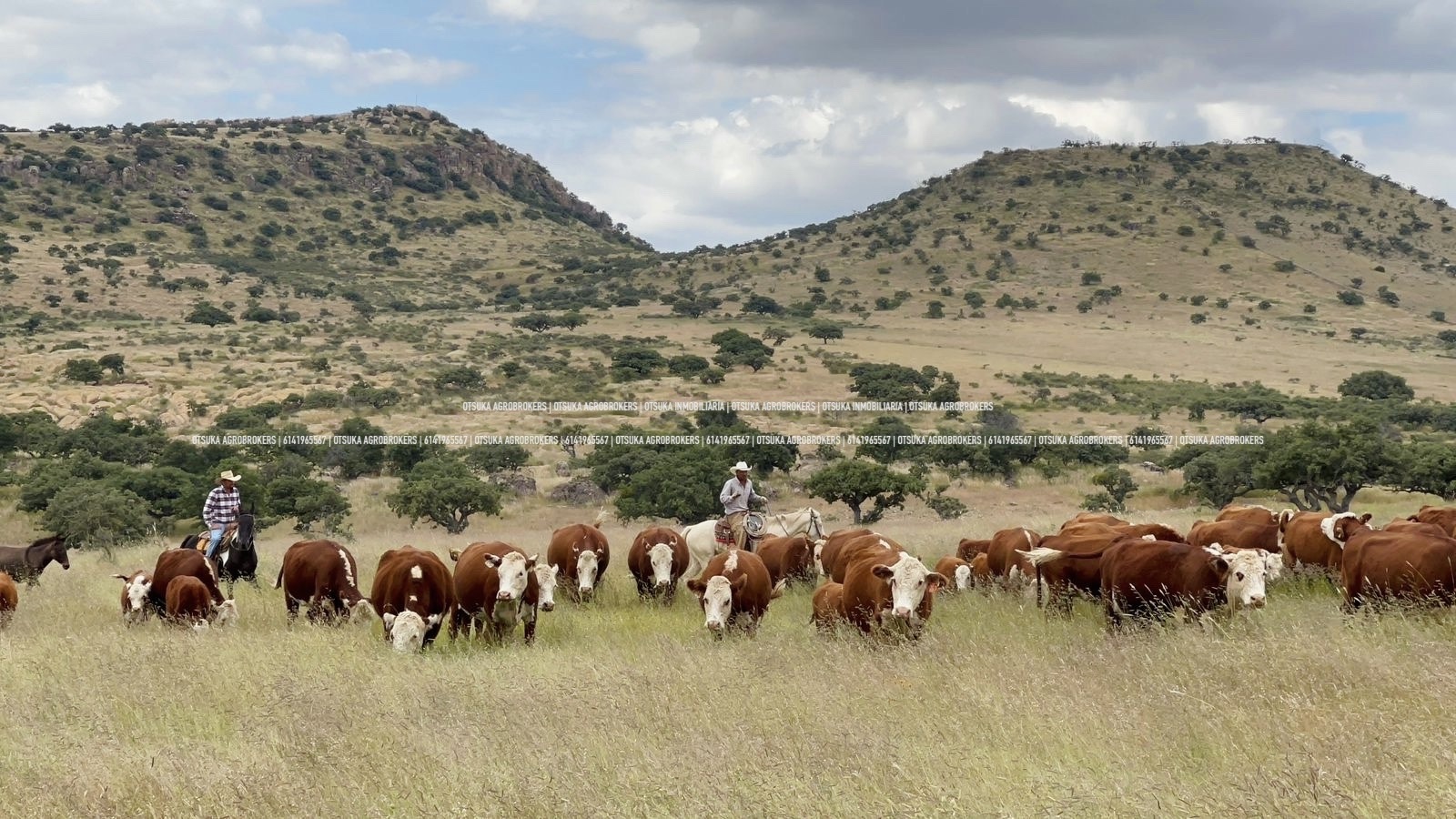 EL MERCADO DE LA TIERRA QUE PRODUCE