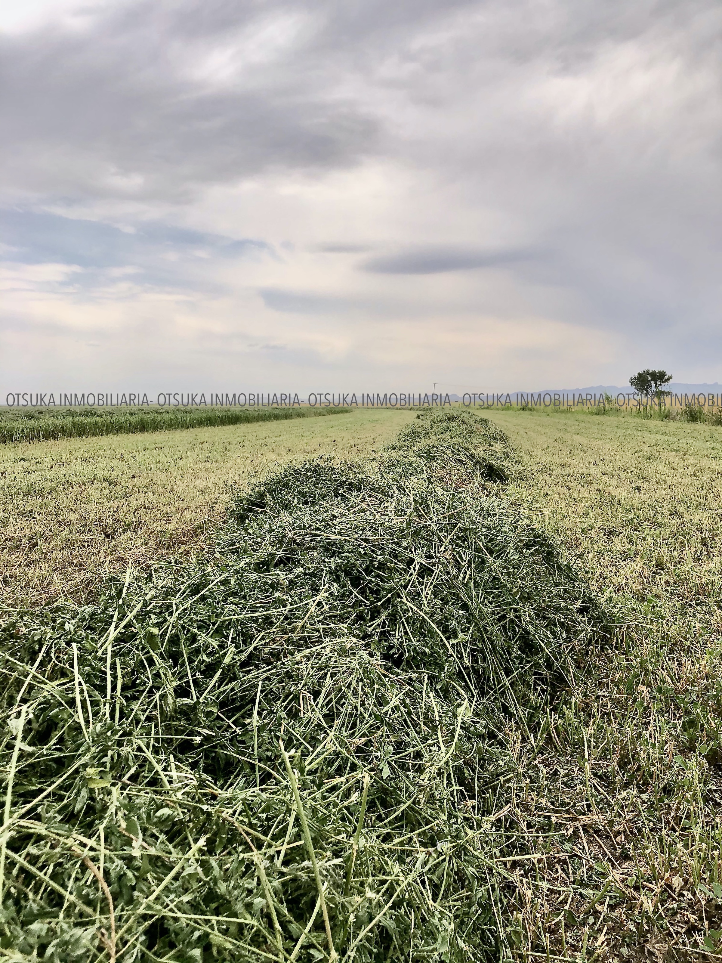 El campo rebasa a México