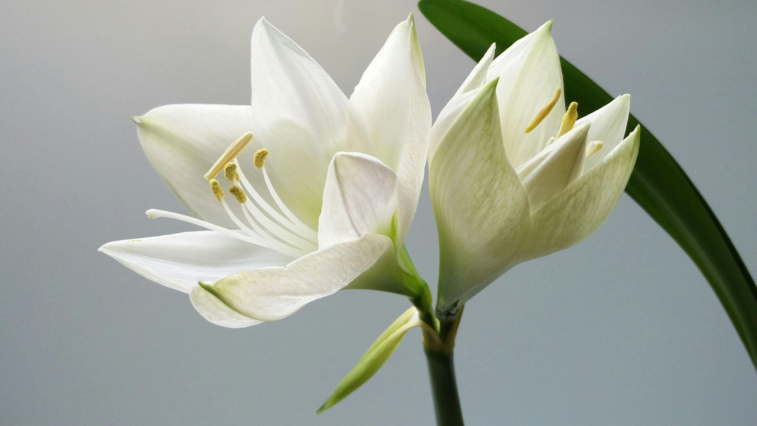 Blumenlexikon