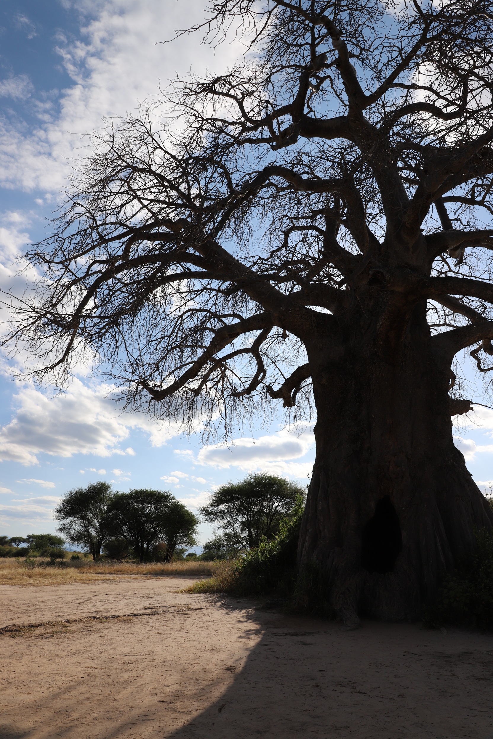 Large baobab tree with thick trunk and bare branches casting shadow on dry dirt ground under blue sky with clouds.