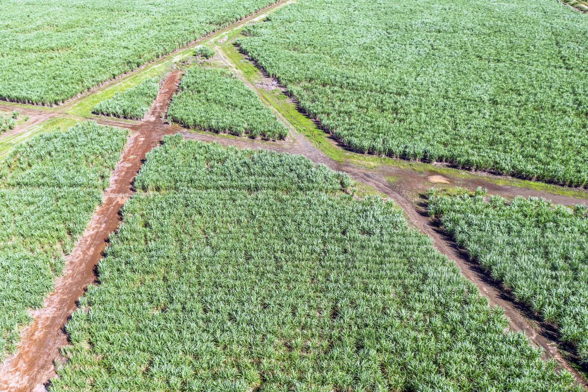 Aerial view of green agricultural fields divided by dirt paths forming intersecting lines.