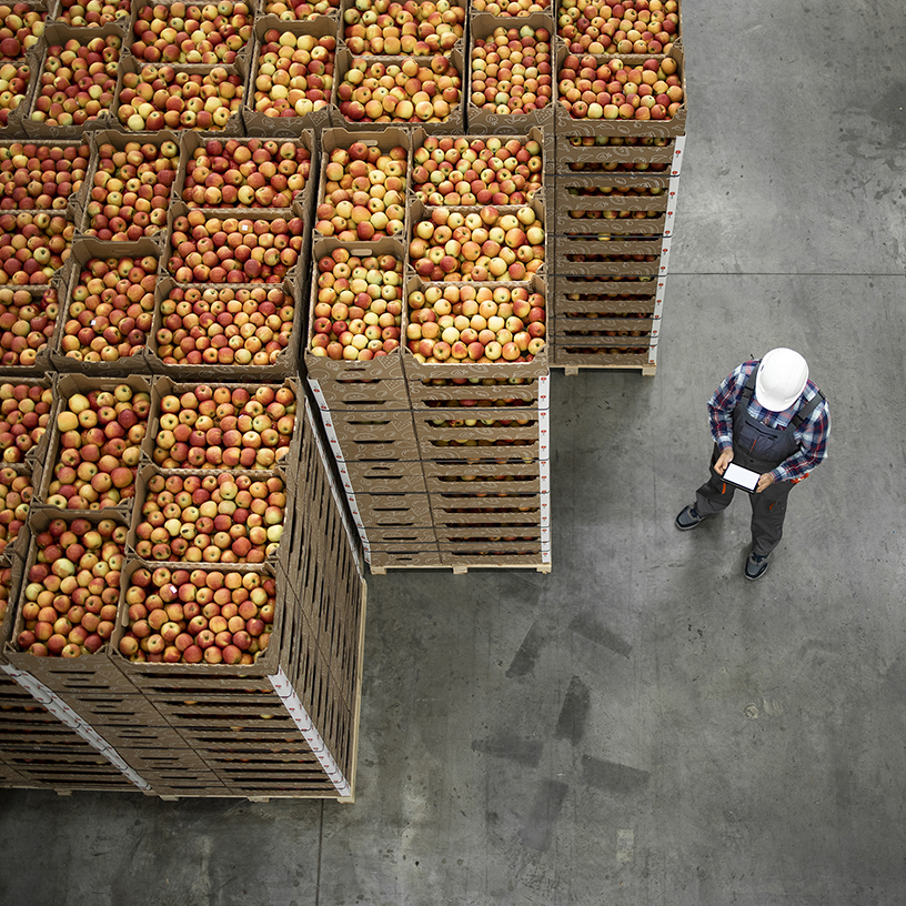 Worker in safety helmet using a tablet near stacked crates filled with apples in a warehouse.