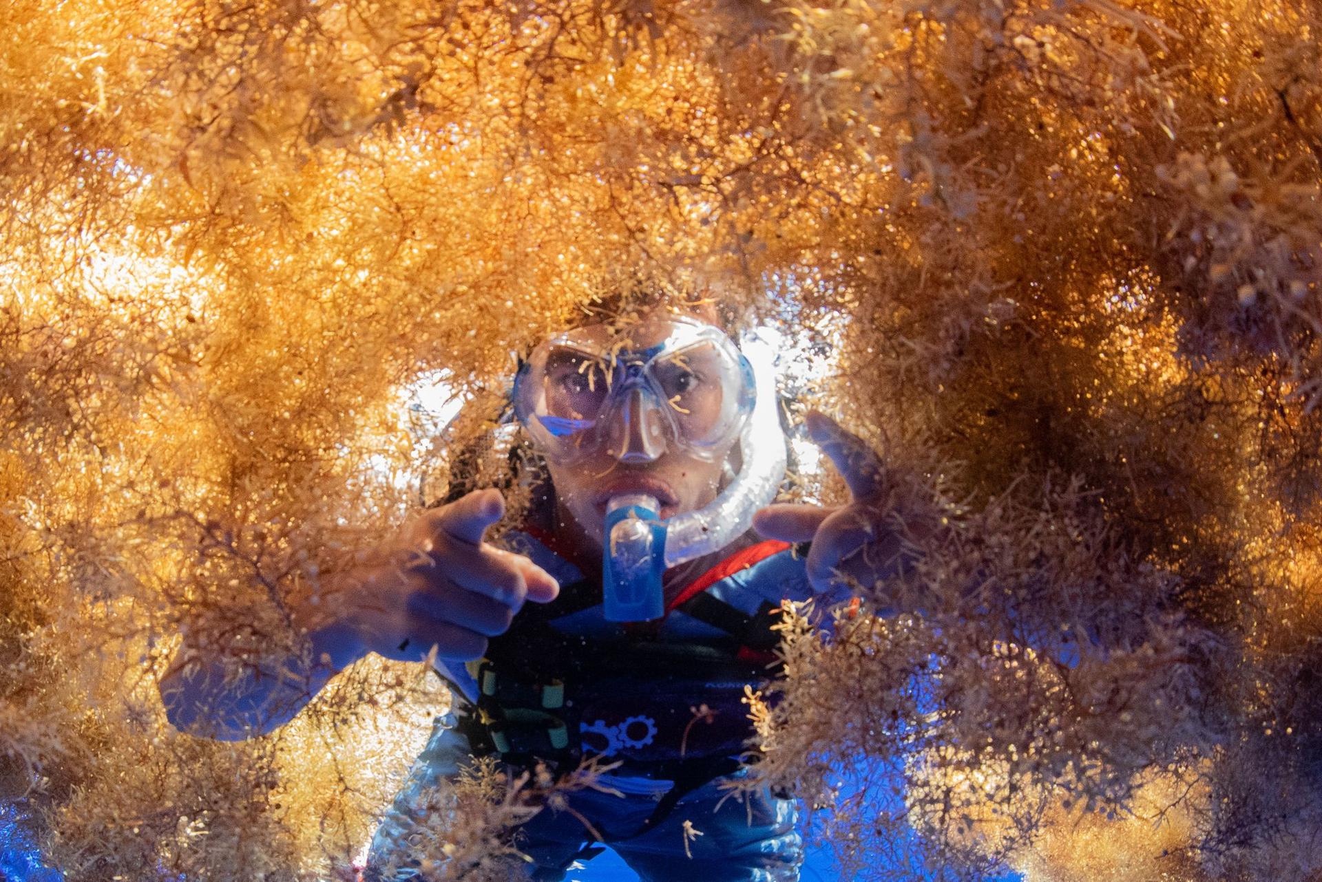 A snorkeler examining floating debris and sargassum