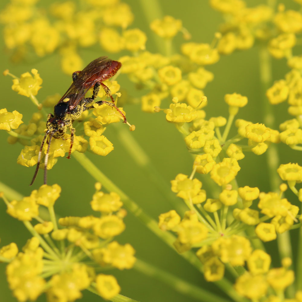 Pollinator working with yellow flowers