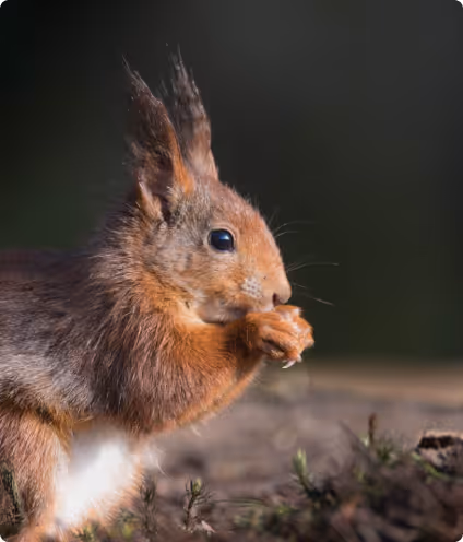 Close-up of a red squirrel holding and eating a nut with a blurred dark background.