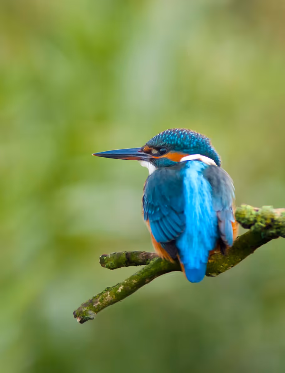 Blue kingfisher bird perched on a mossy branch with a blurred green background.