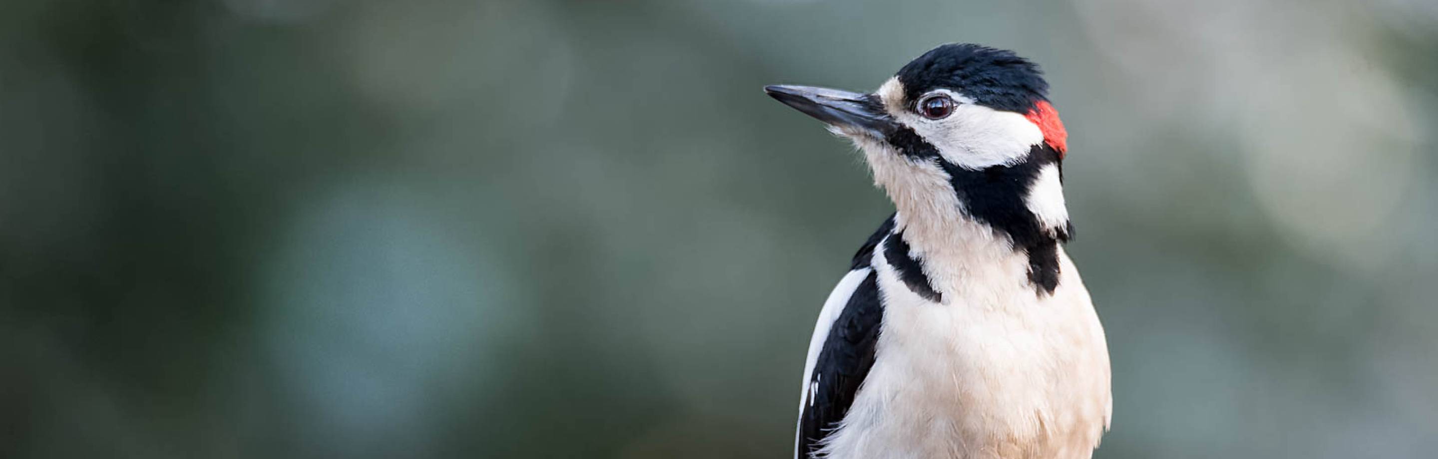 Close-up of a great spotted woodpecker with black, white, and red feathers against a blurred green background.