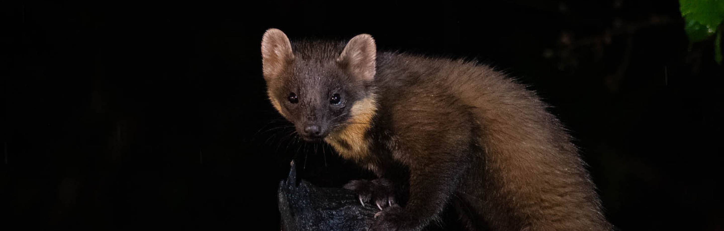 Close-up of a small, brown pine marten perched on a dark tree stump against a black background.