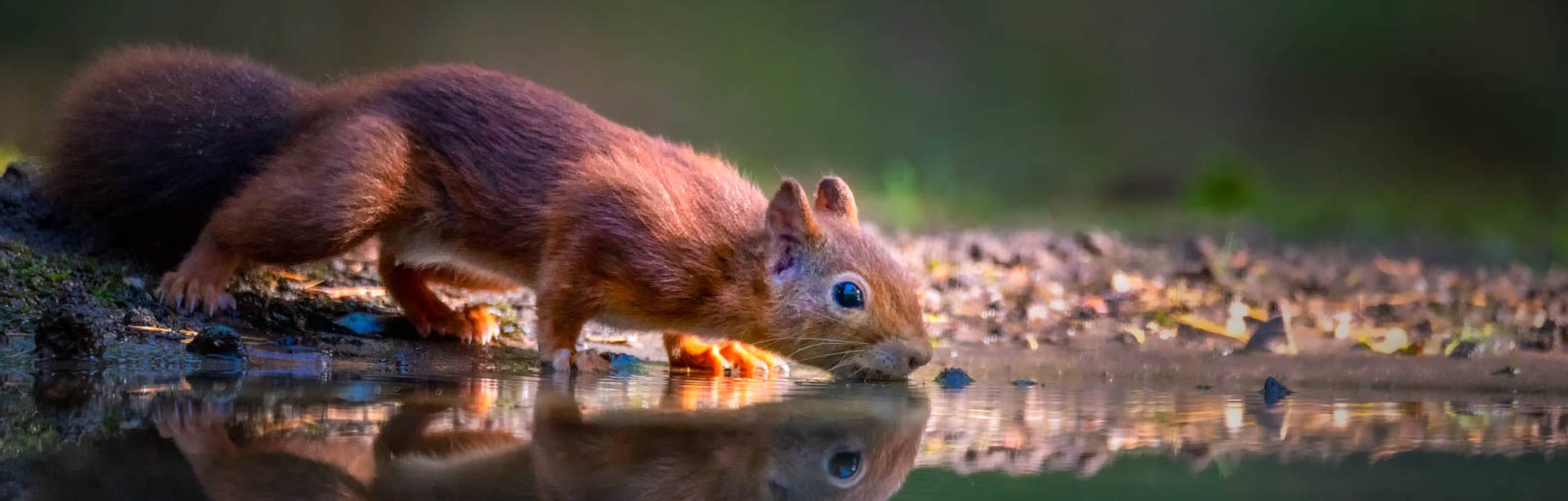 Close-up of a red squirrel drinking water from a forest puddle with its reflection visible.