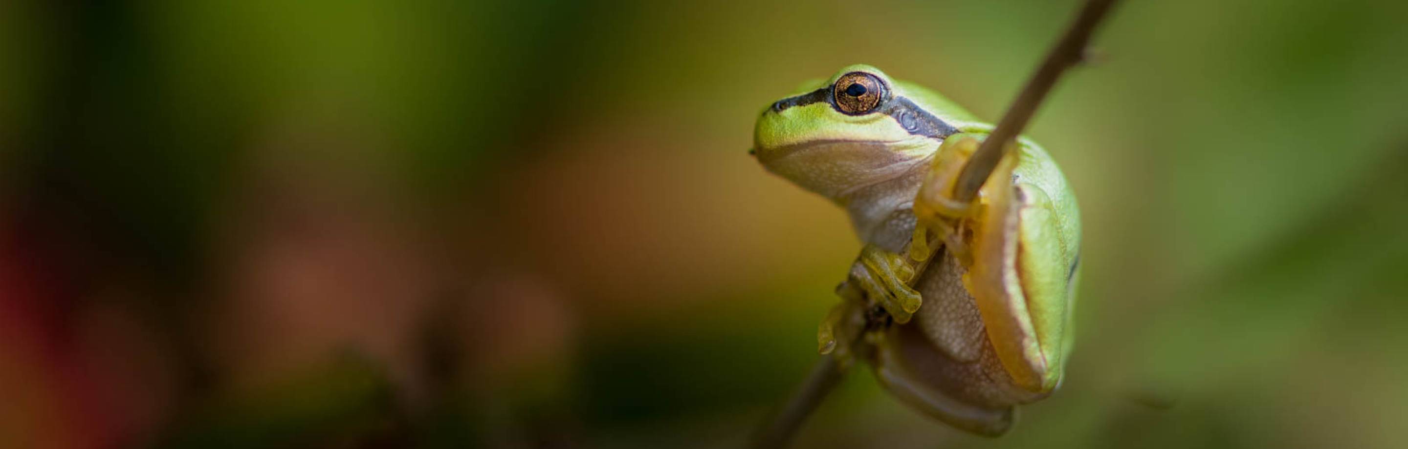 Close-up of a small green tree frog clinging to a slender branch with blurred natural background.