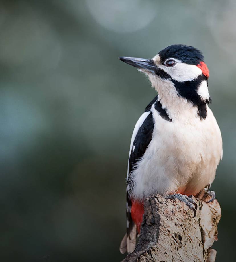 Great spotted woodpecker perched on a tree stump with a blurred gray-green background.