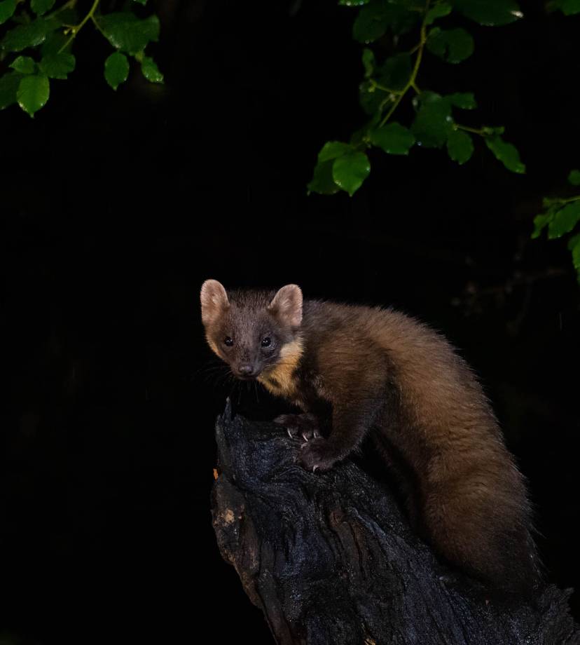 Small brown marten perched on a dark tree stump at night with green leaves overhead.