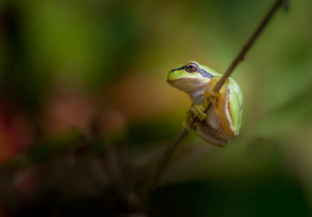 Close-up of a small green tree frog clinging to a thin branch with a blurred green and brown background.