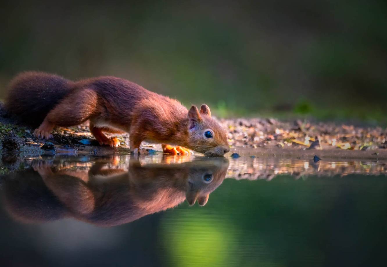 Red squirrel drinking water from a calm pond with its reflection visible on the surface.