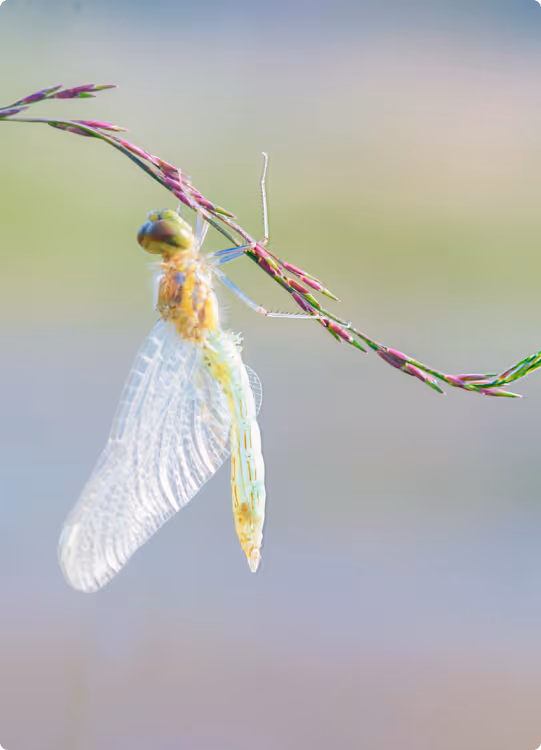 Close-up of a delicate dragonfly with translucent wings perched on a thin grass stem with purple buds.