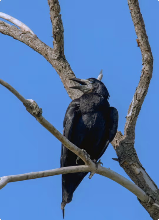 Black crow perched on a leafless tree branch against a clear blue sky.