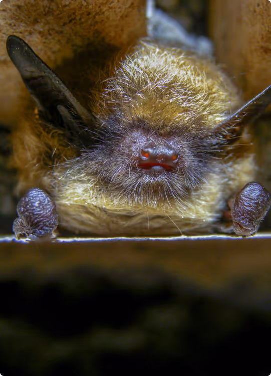 Close-up of a brown bat hanging upside down with detailed view of its face and furry body.