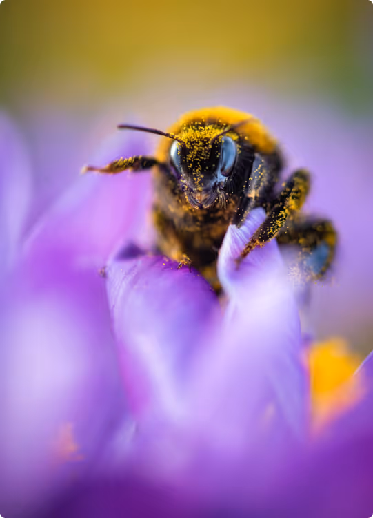 Close-up of a bee covered in pollen sitting on a purple flower petal with a blurred green and purple background.