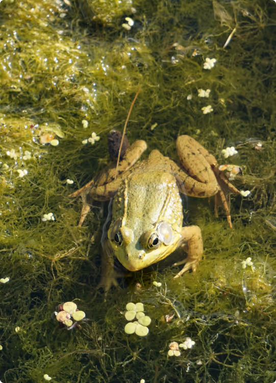 Green frog sitting on mossy surface surrounded by small floating plants.