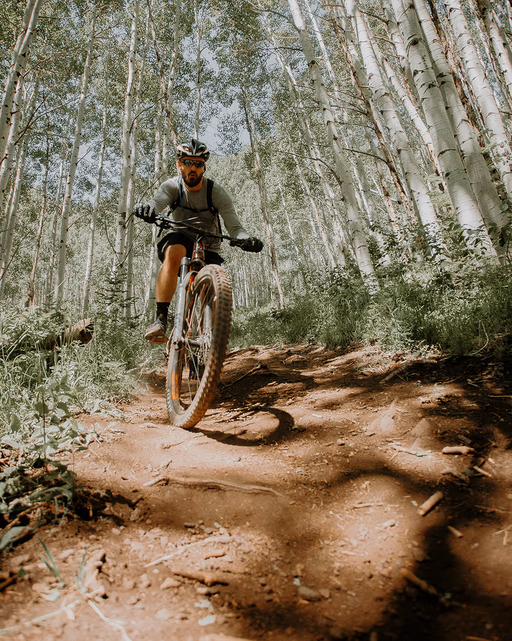 Man wearing helmet and sunglasses riding a mountain bike on a dirt trail through a forest of tall, slender trees.