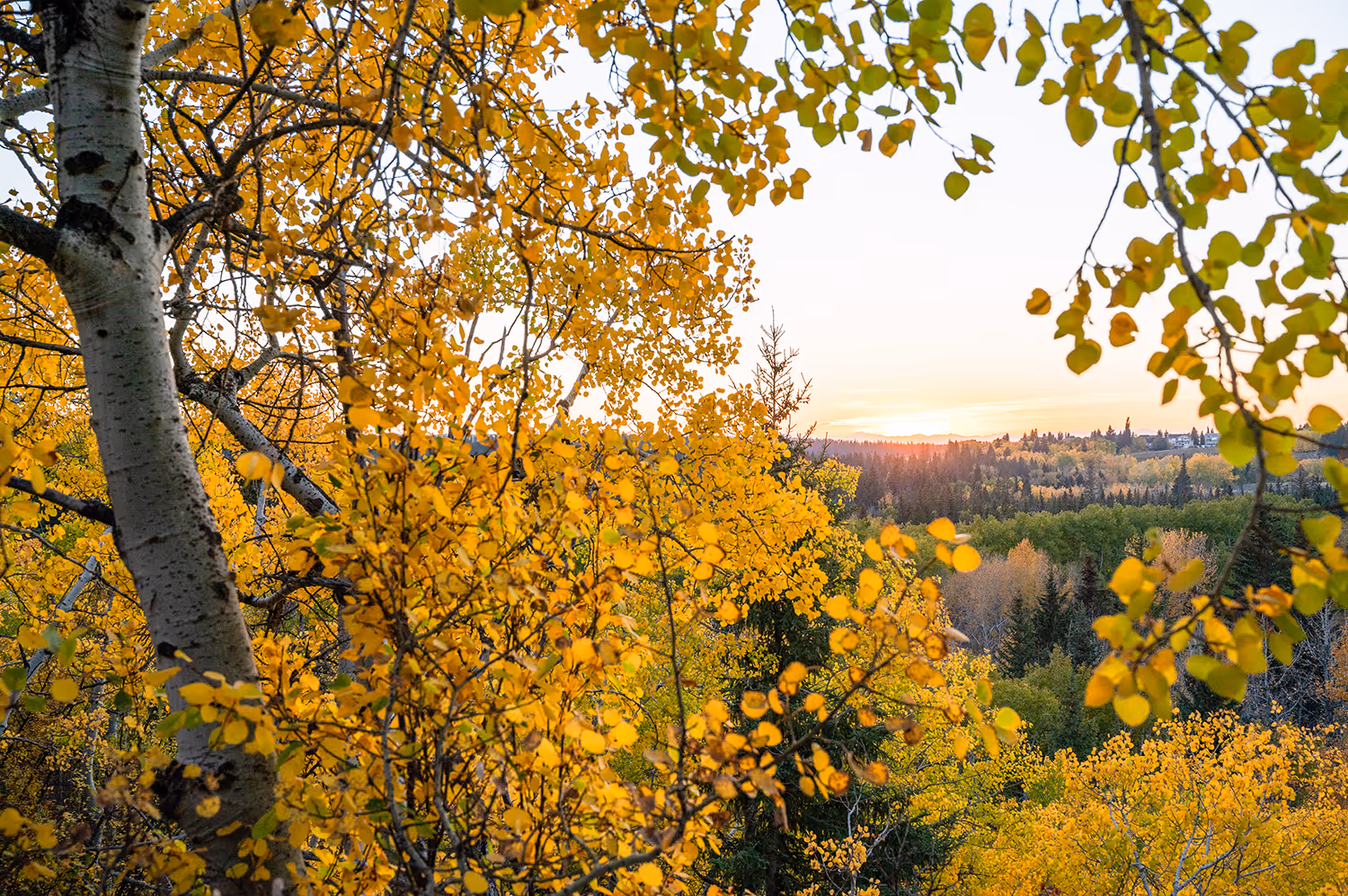 Sunset view through bright yellow autumn leaves and trees in a forested landscape.