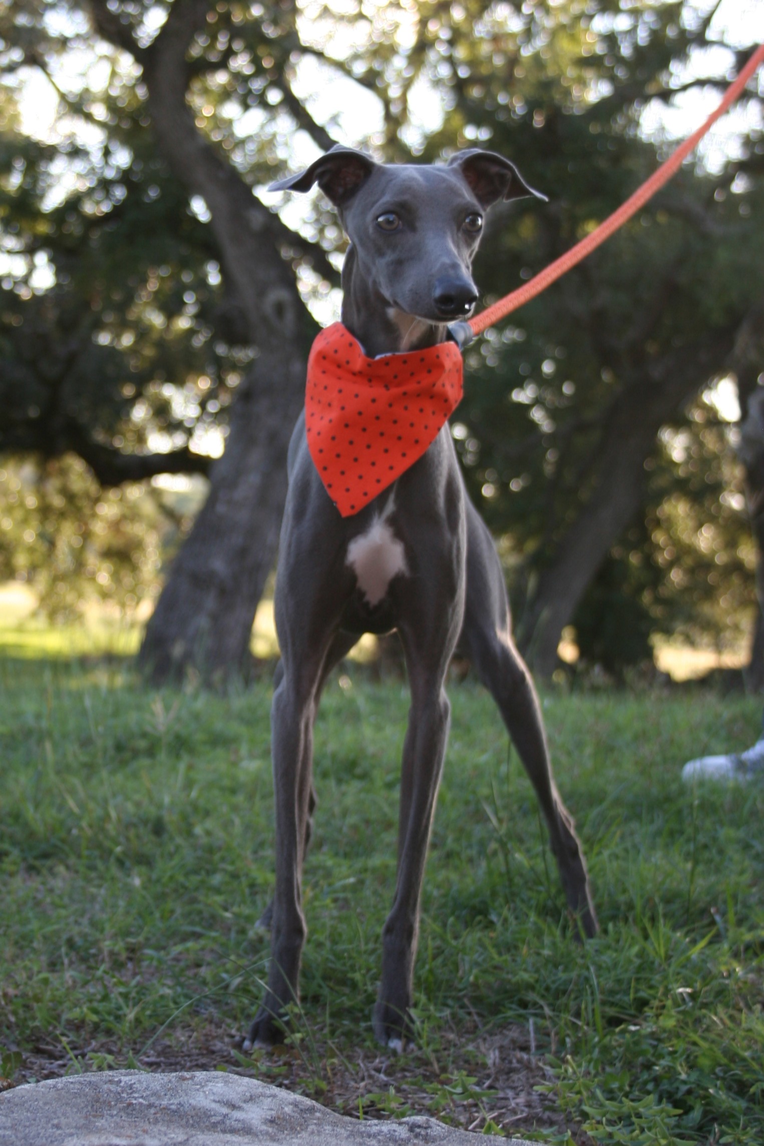 Italian Greyhound