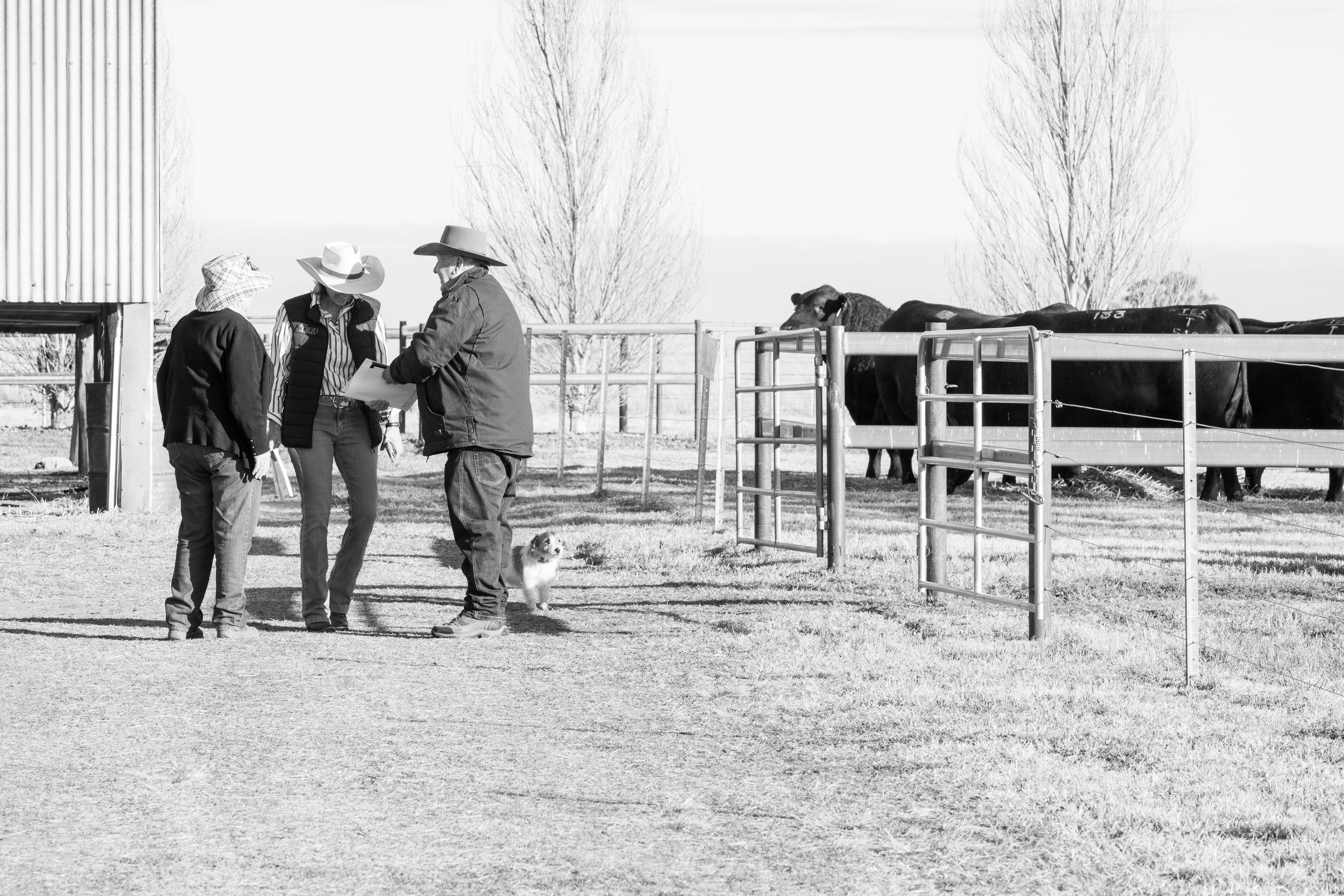 Three people wearing hats standing and talking near fenced cattle pens with cows and a small dog on a farm.