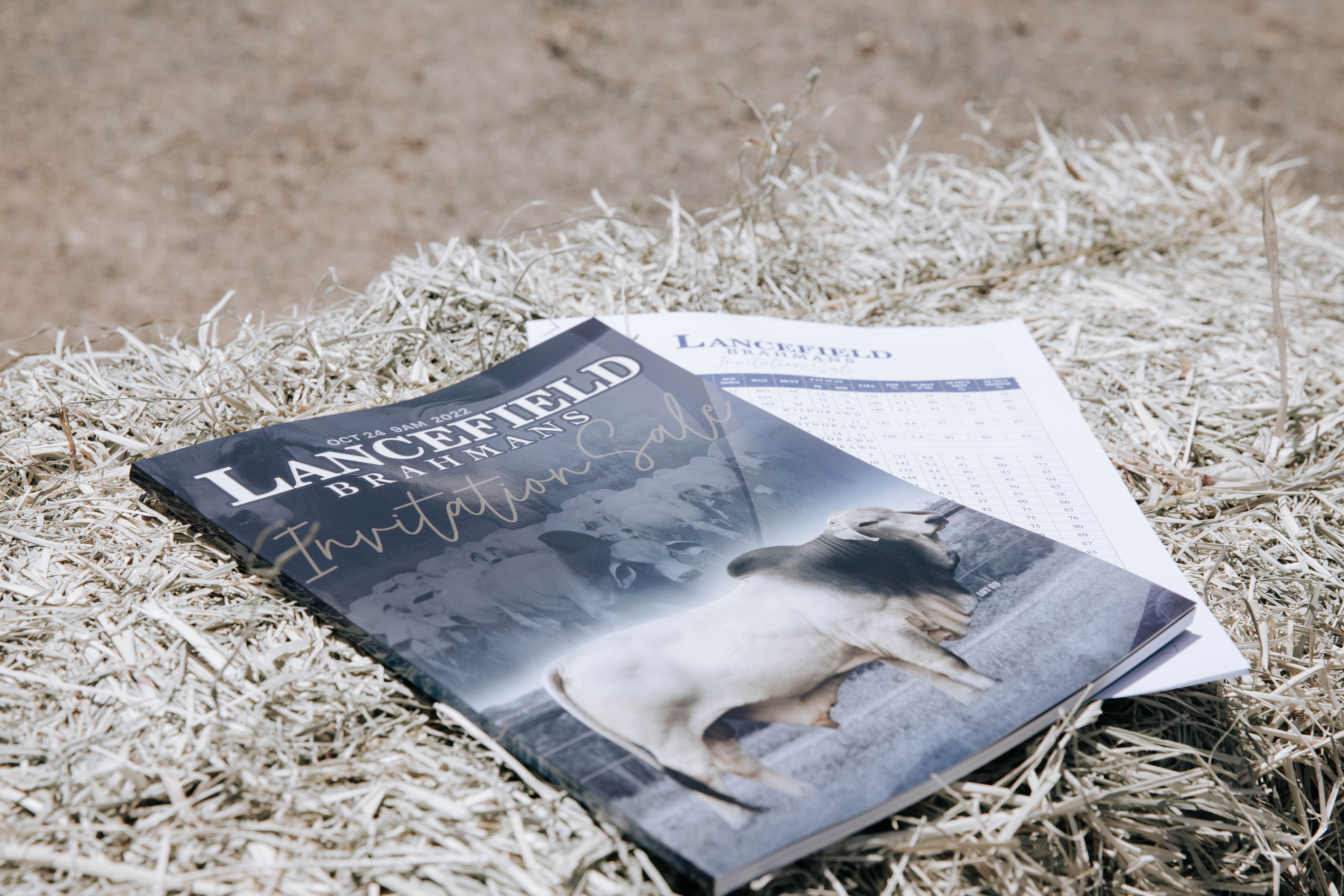 Lancefield Brahmans Invitation Sale booklet featuring a Brahman bull on the cover, resting on straw.
