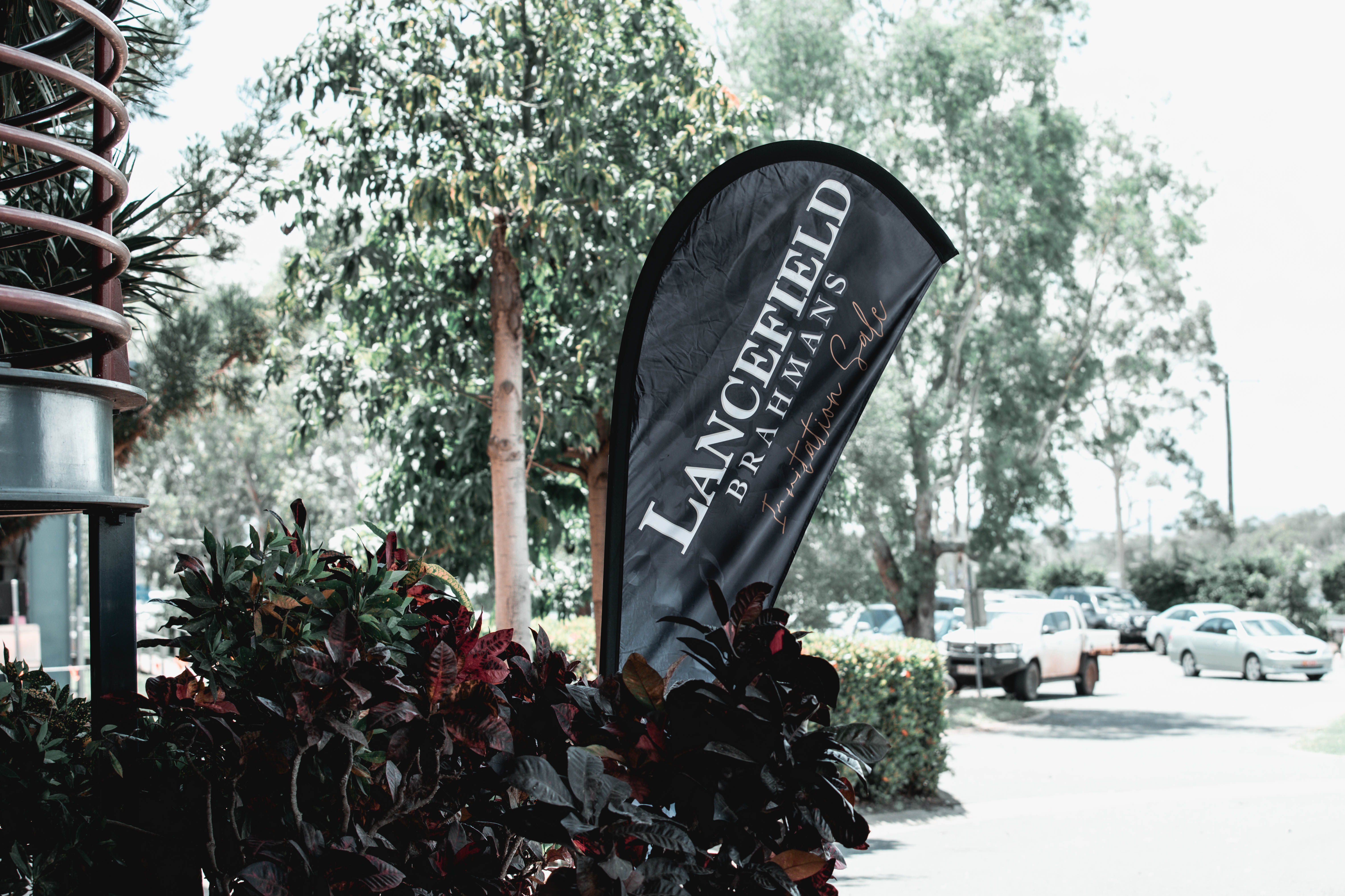 Black flag banner beside plants displaying 'Lancefield Brahmans Invitation Sale' outdoors near a parking area with cars and trees.