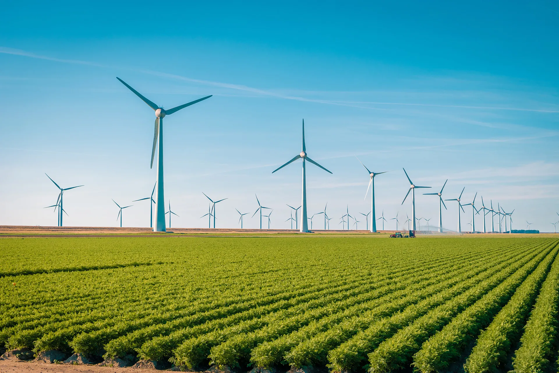 Green farmland with rows of crops and many wind turbines under a clear blue sky.