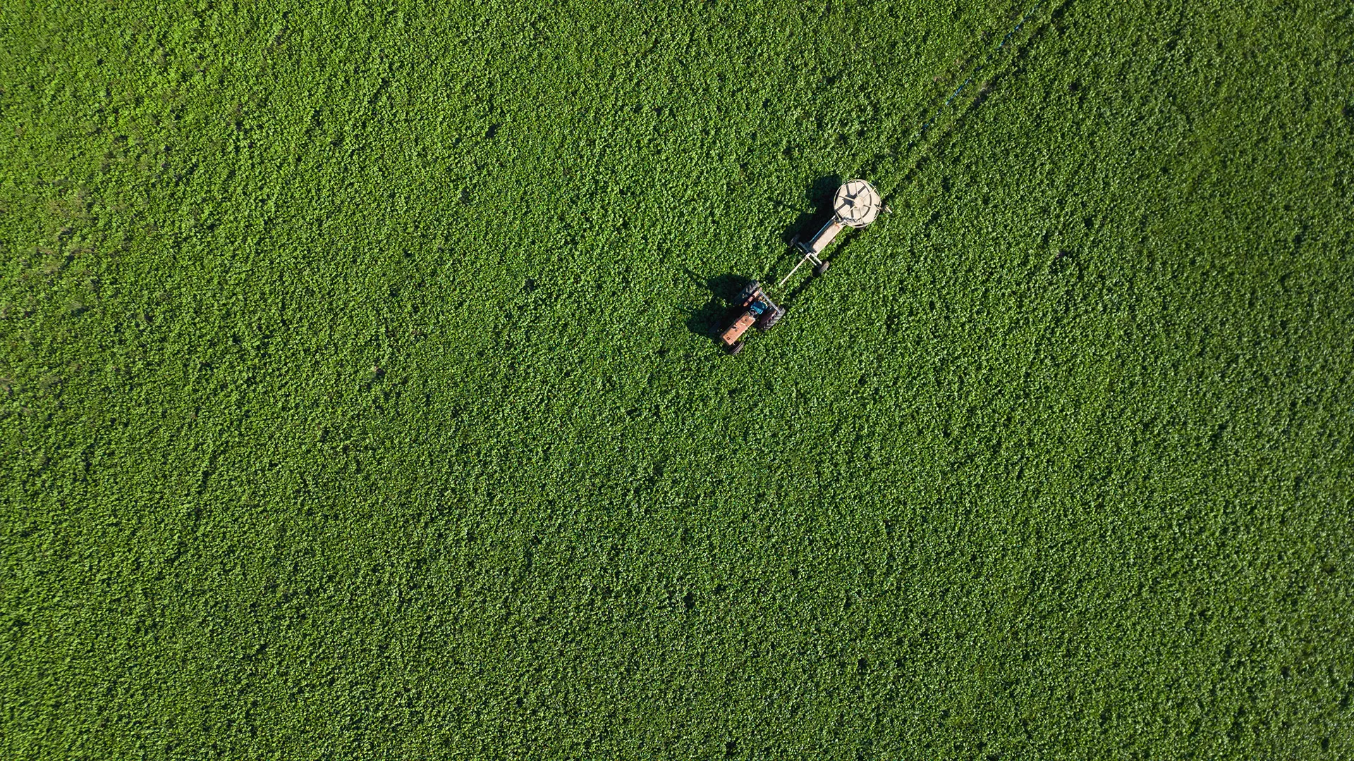 Aerial view of a tractor with irrigation equipment in a large green crop field.