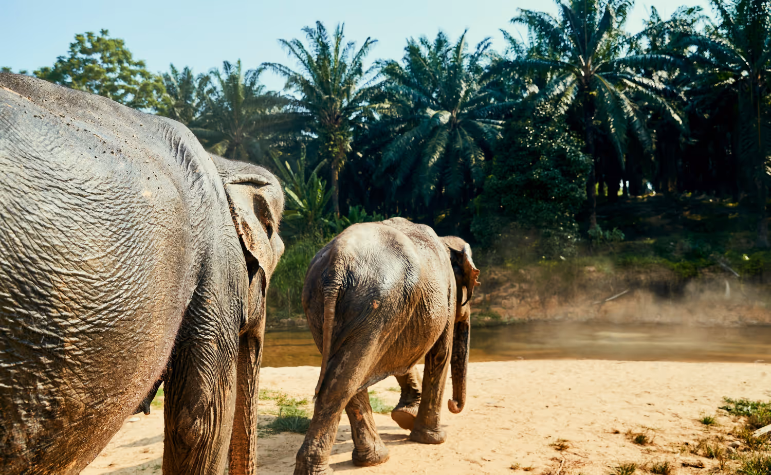Two elephants walking on sandy ground near a river with palm trees in the background.