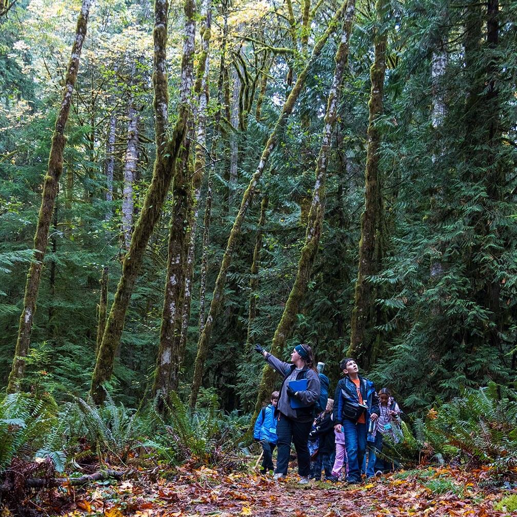 Young people walking in forest in Olympic area