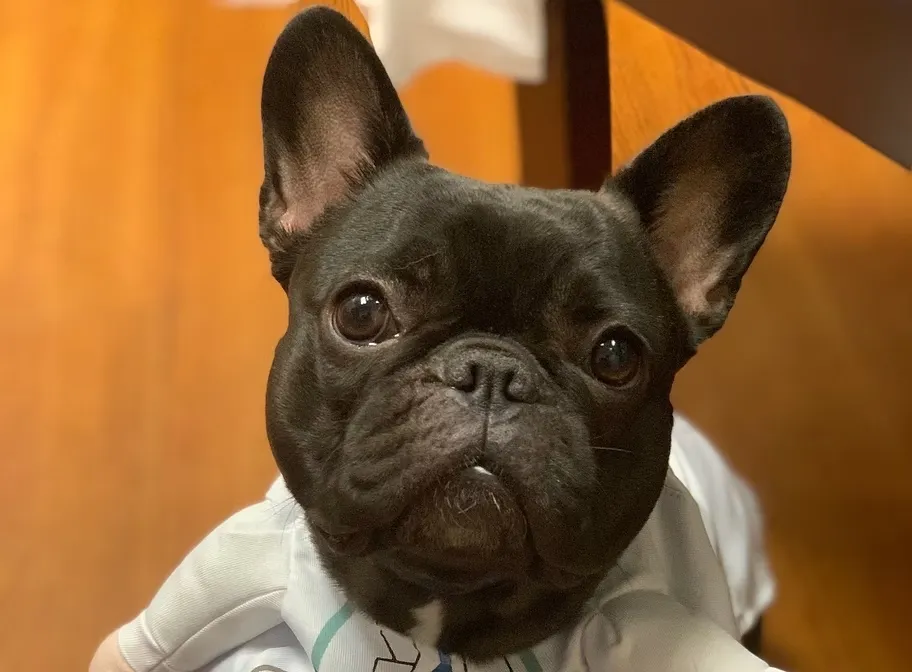 Black French bulldog wearing a white hoodie with a blue and green graphic sitting and looking forward.