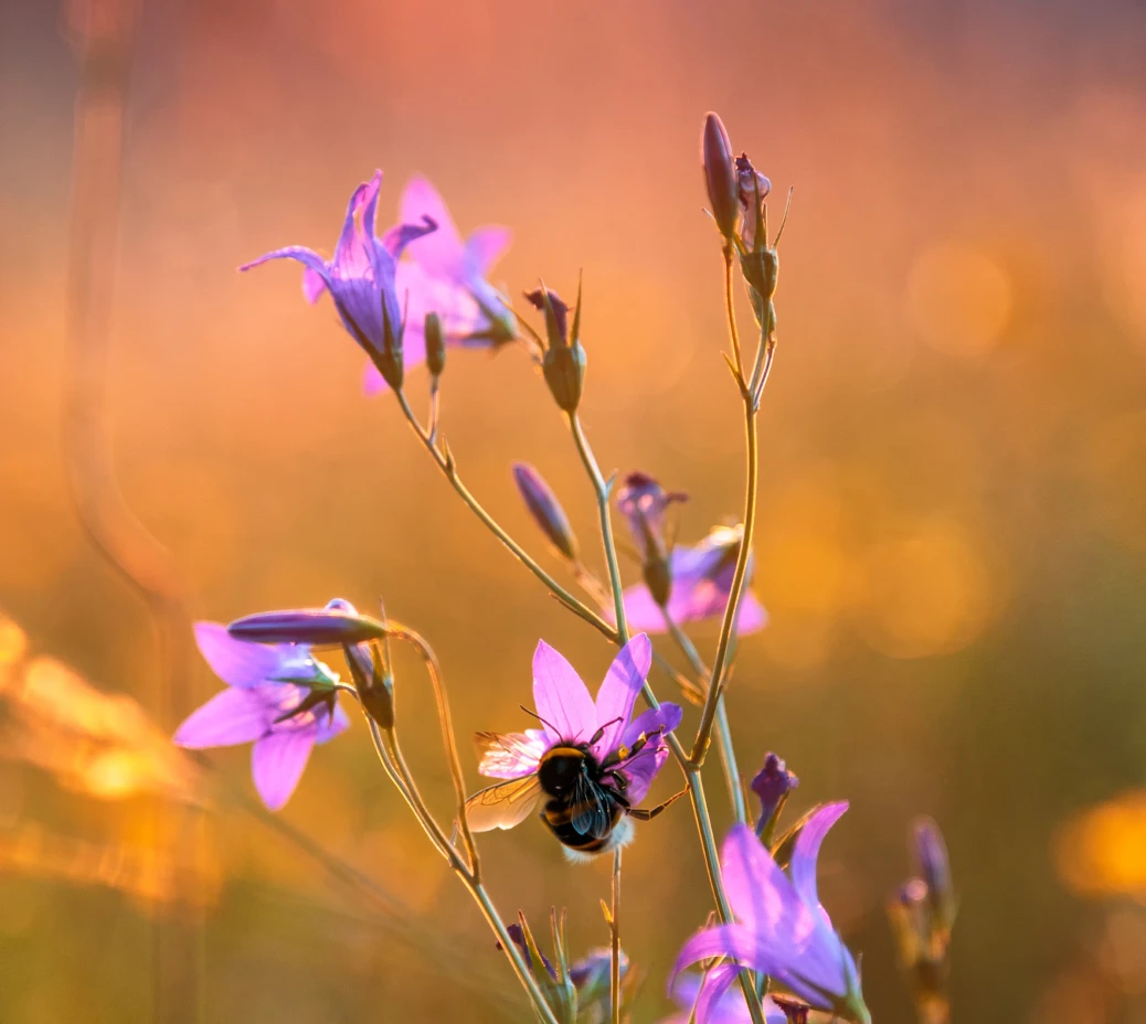 Solutions agrivoltaiques de TSE, pour l'environnement