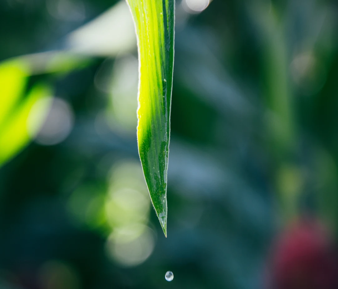Solutions agrivoltaiques de TSE, canopée agricole