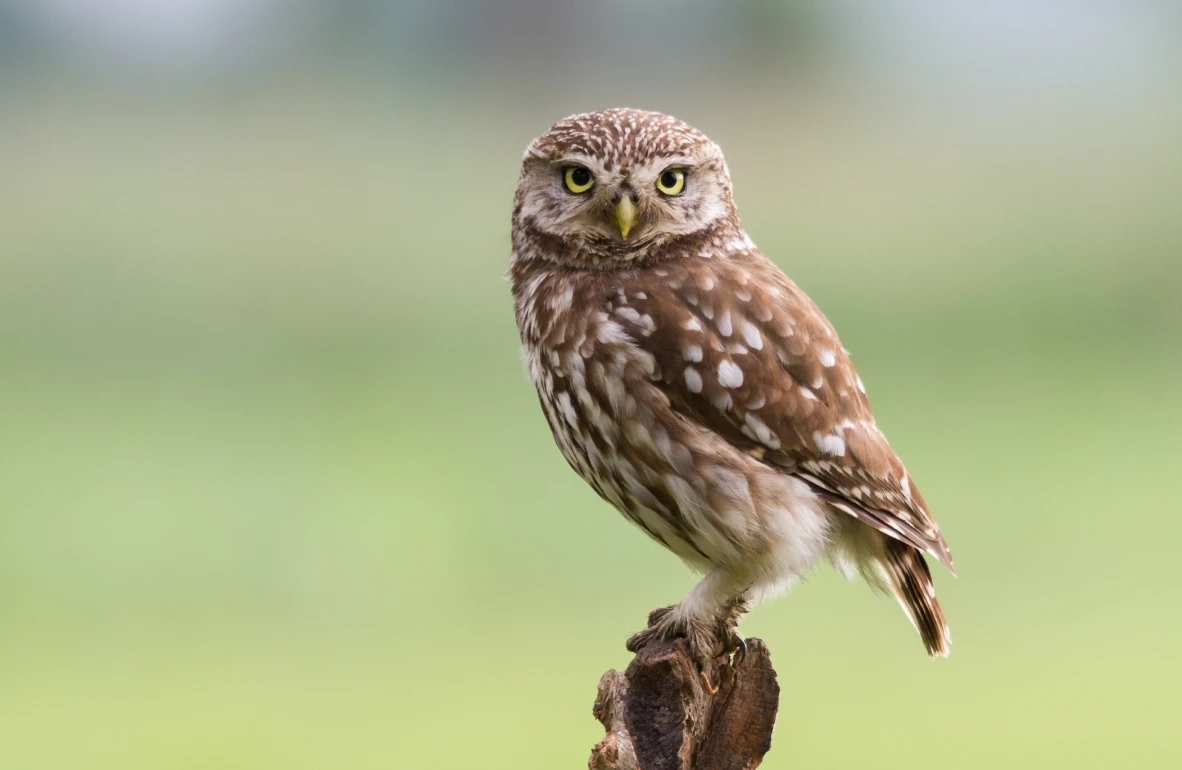 TSE et la biodiversité et faune préservées