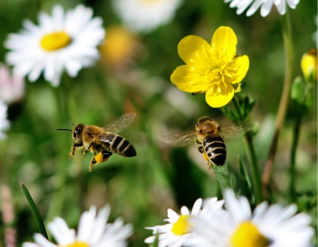 Corridors écologiques