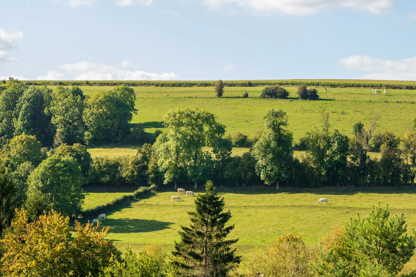 Démarche paysagère TSE, haies bocagères