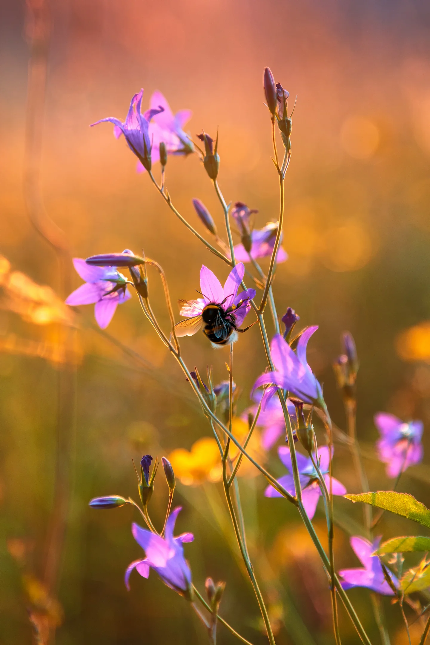 Environnement, préservation biodiversité
