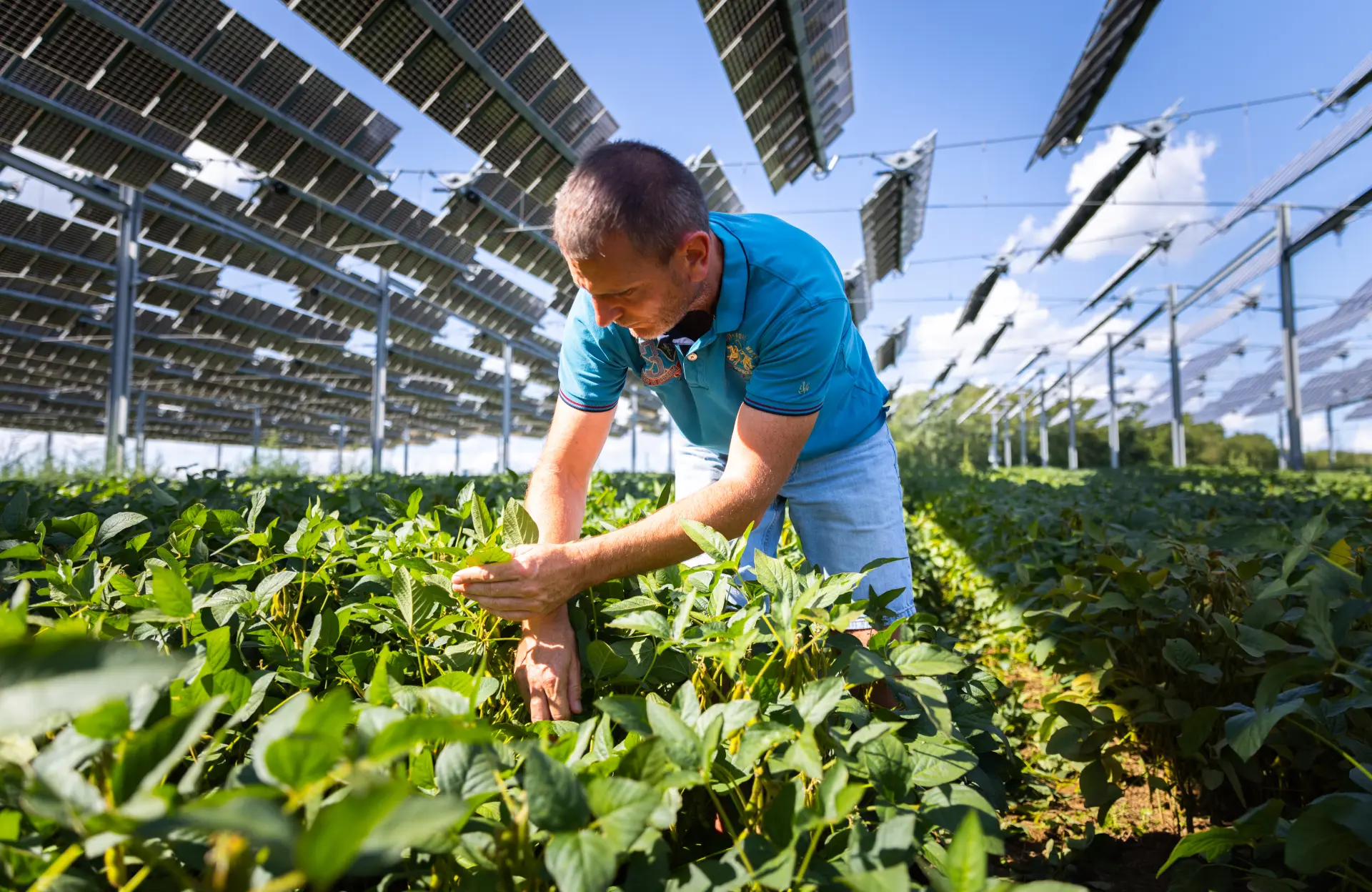 A farmer under an agricultural canopy tse expert solar energy producer